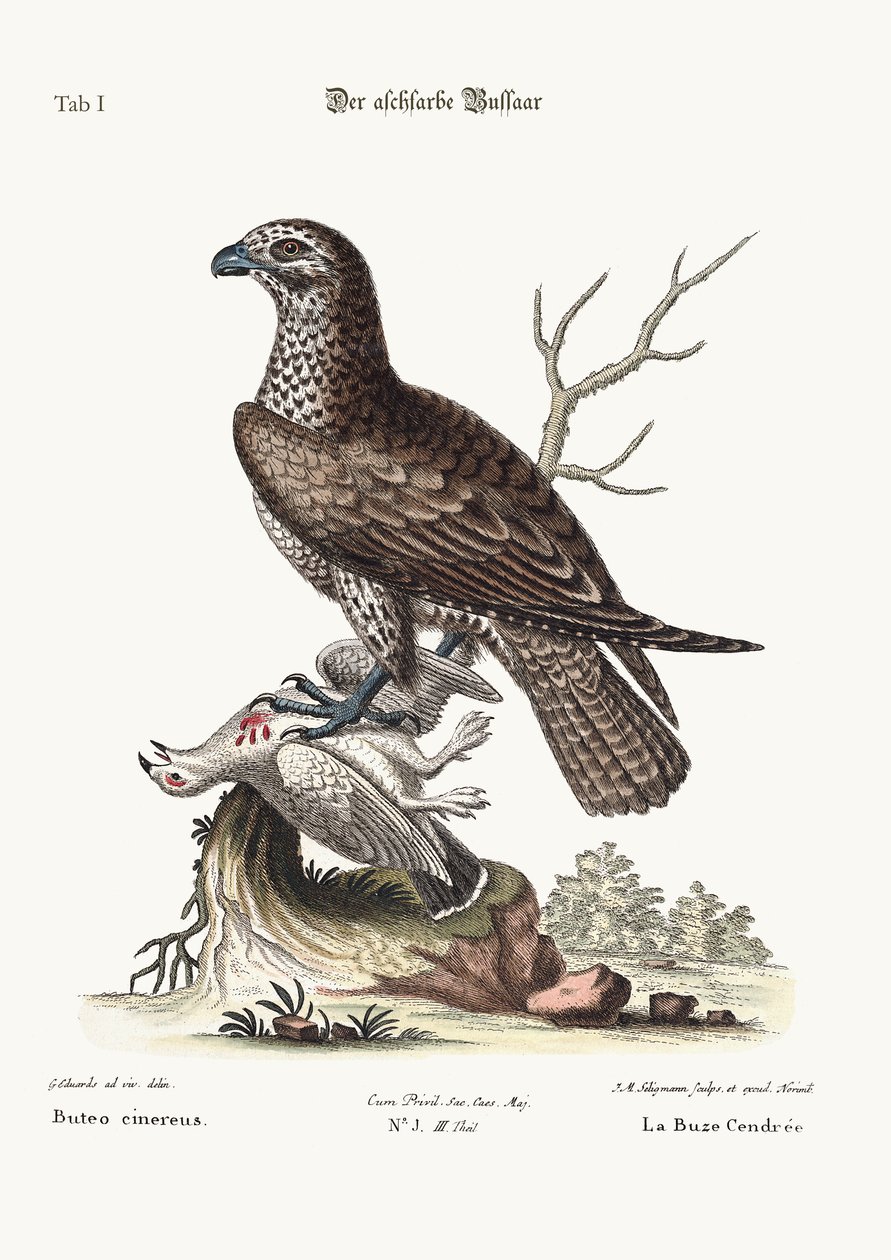 Tuhkanvärinen hiirihaukka, 1749-73 tekijältä George Edwards