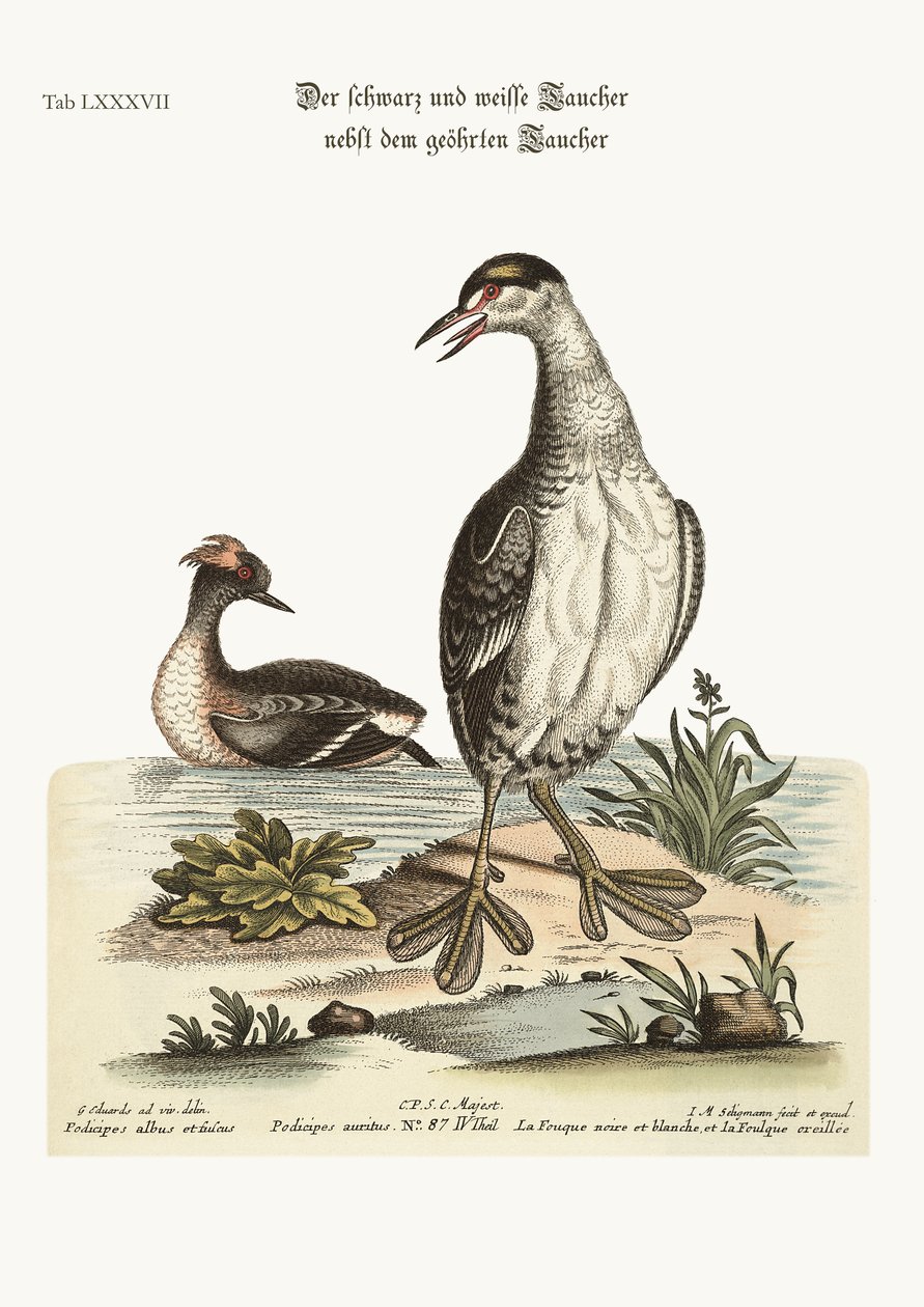 Mustavalkoinen Dobchick ja korvallinen Dobchick, 1749-73 tekijältä George Edwards