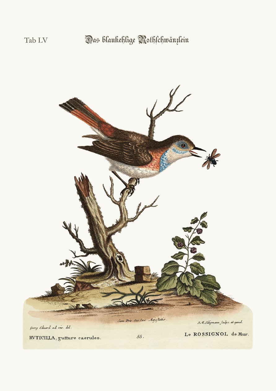 Sinikurkku Redstart, 1749-73 tekijältä George Edwards