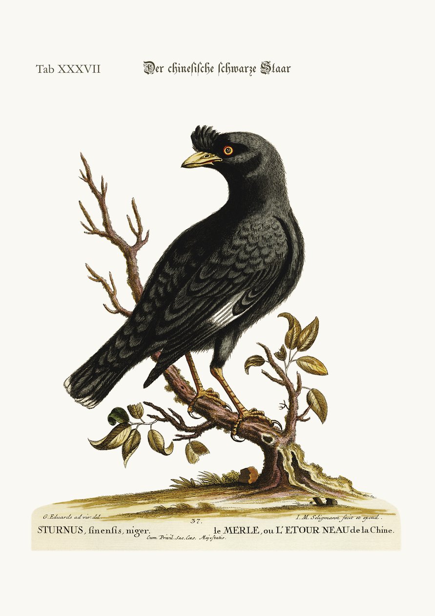 Kiinalainen kottarainen tai mustalintu, 1749-73 tekijältä George Edwards