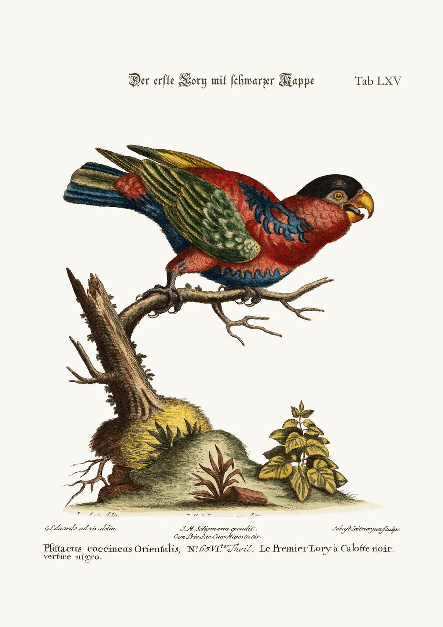 Ensimmäinen mustahattuinen Lory, 1749-73 tekijältä George Edwards