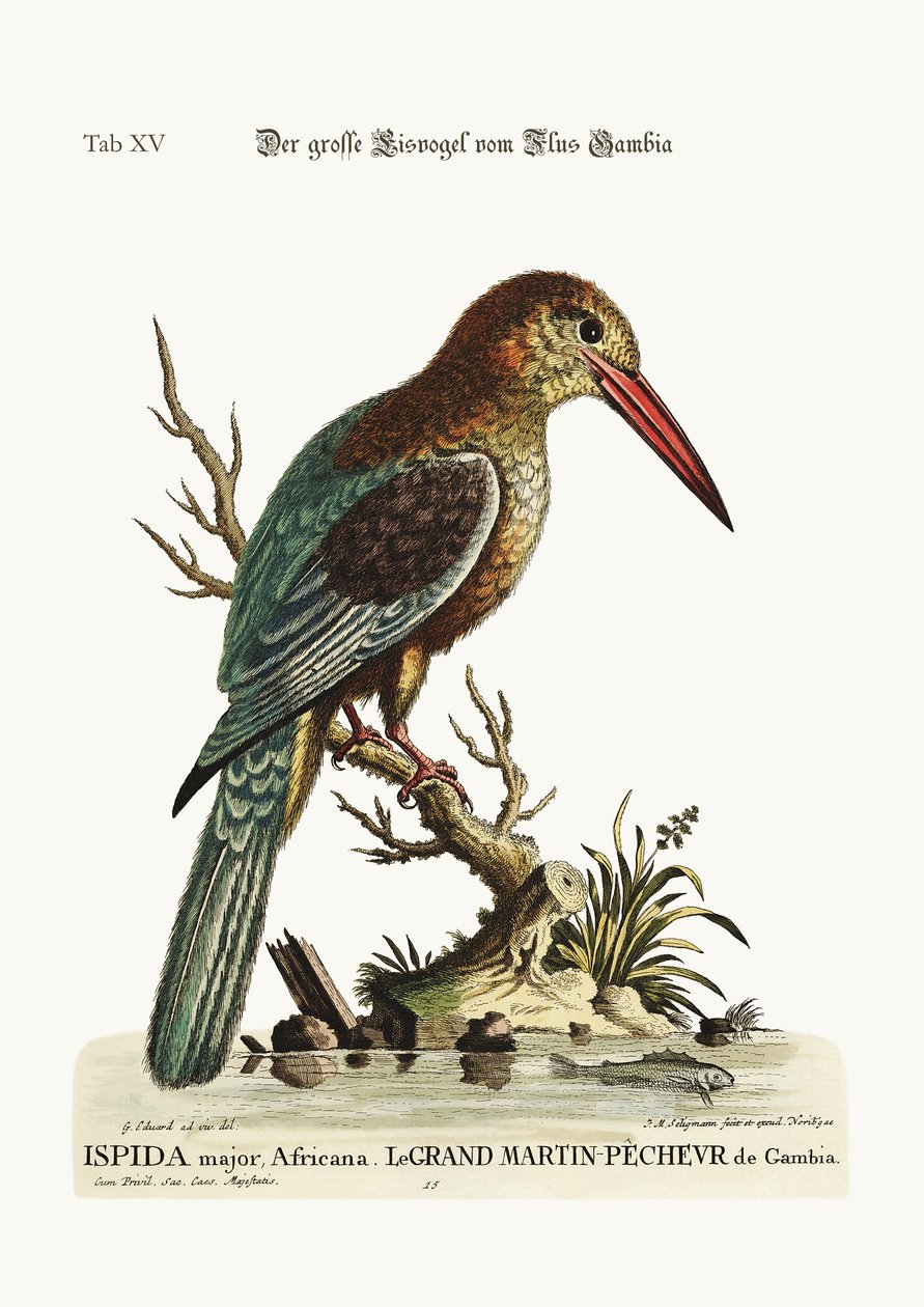 Suuri Kingfisher Gambia-joelta, 1749-73 tekijältä George Edwards