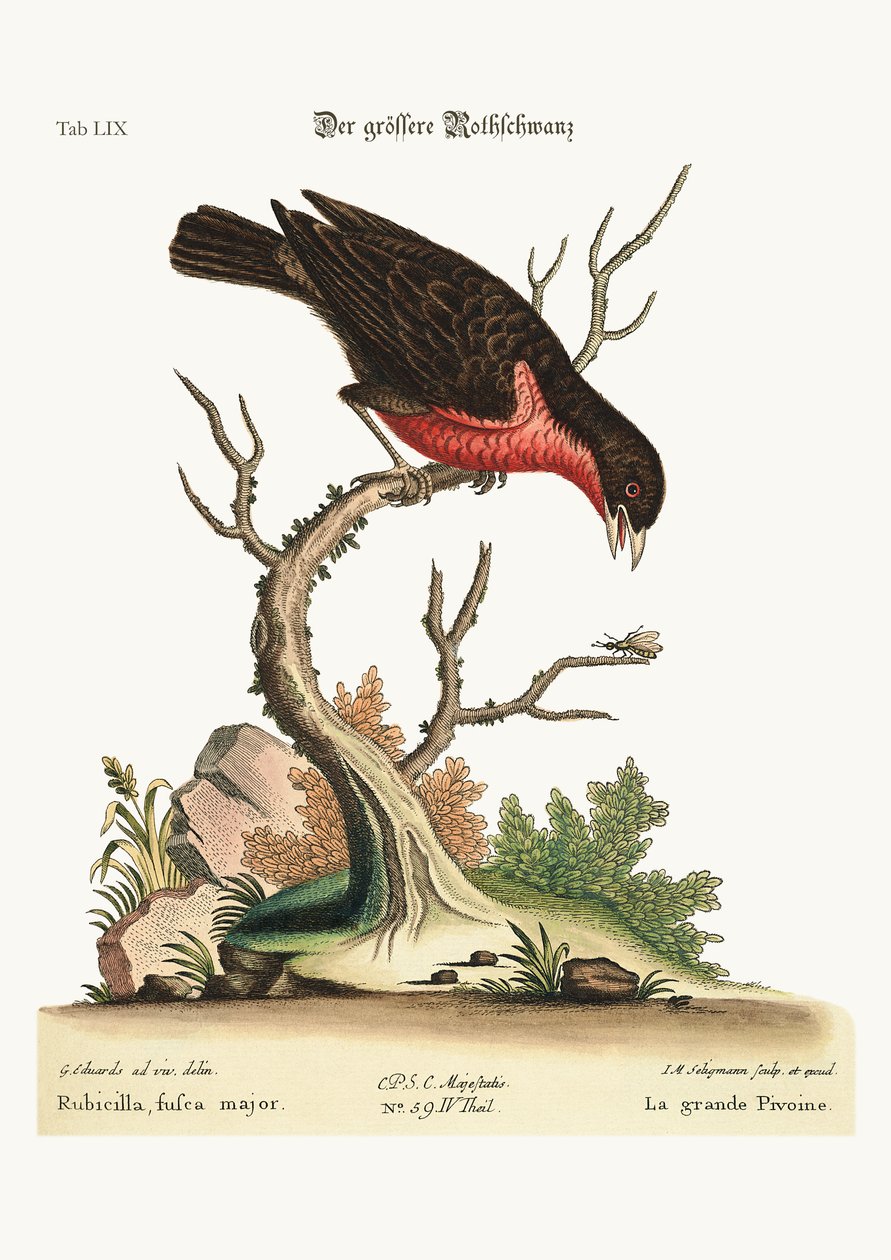 Suuri Bullfinch, 1749-73 tekijältä George Edwards