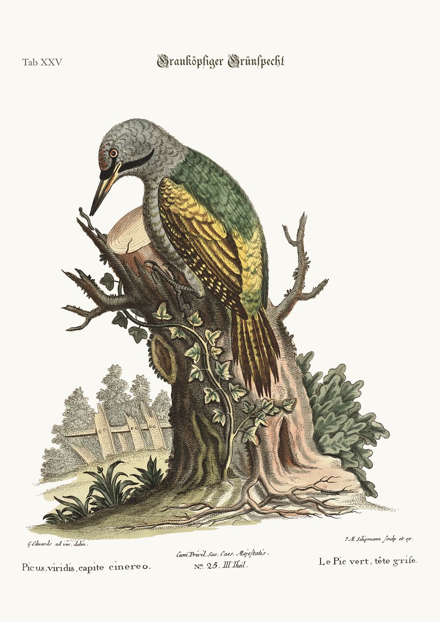 Harmaapäinen vihreä tikka, 1749-73 tekijältä George Edwards