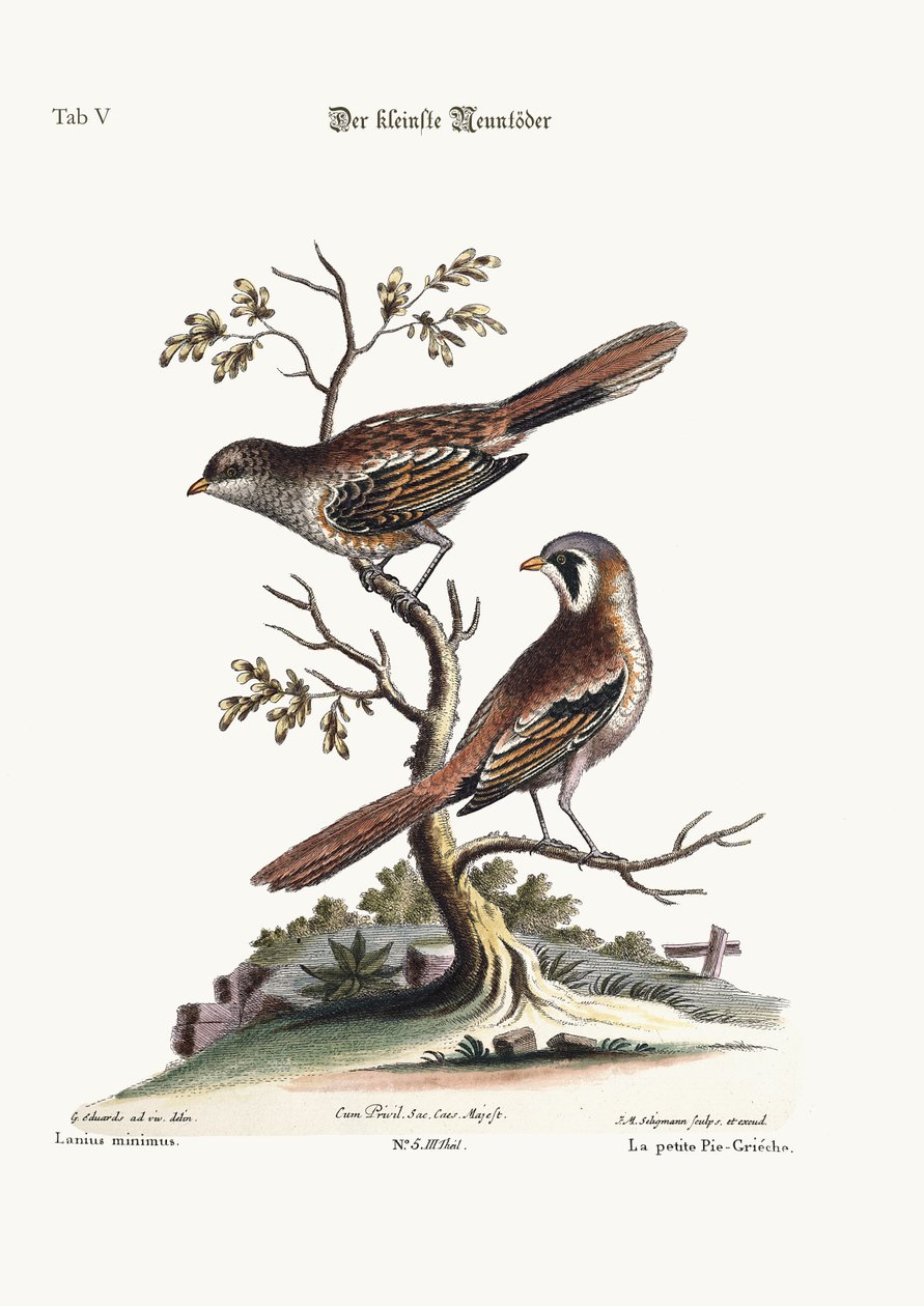 Pienin Butcher-Bird, 1749-73 tekijältä George Edwards
