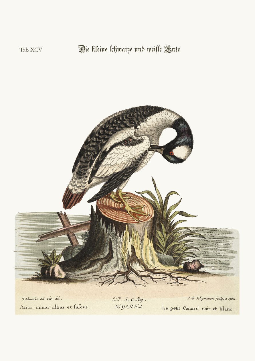 Pieni mustavalkoinen ankka, 1749-73 tekijältä George Edwards