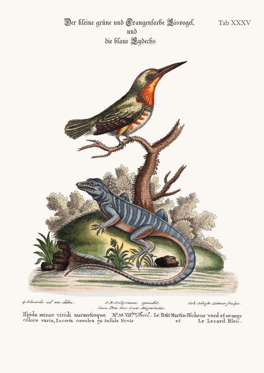 Pieni vihreä ja oranssinvärinen kuningaskalastaja ja sininen lisko, 1749-73 tekijältä George Edwards