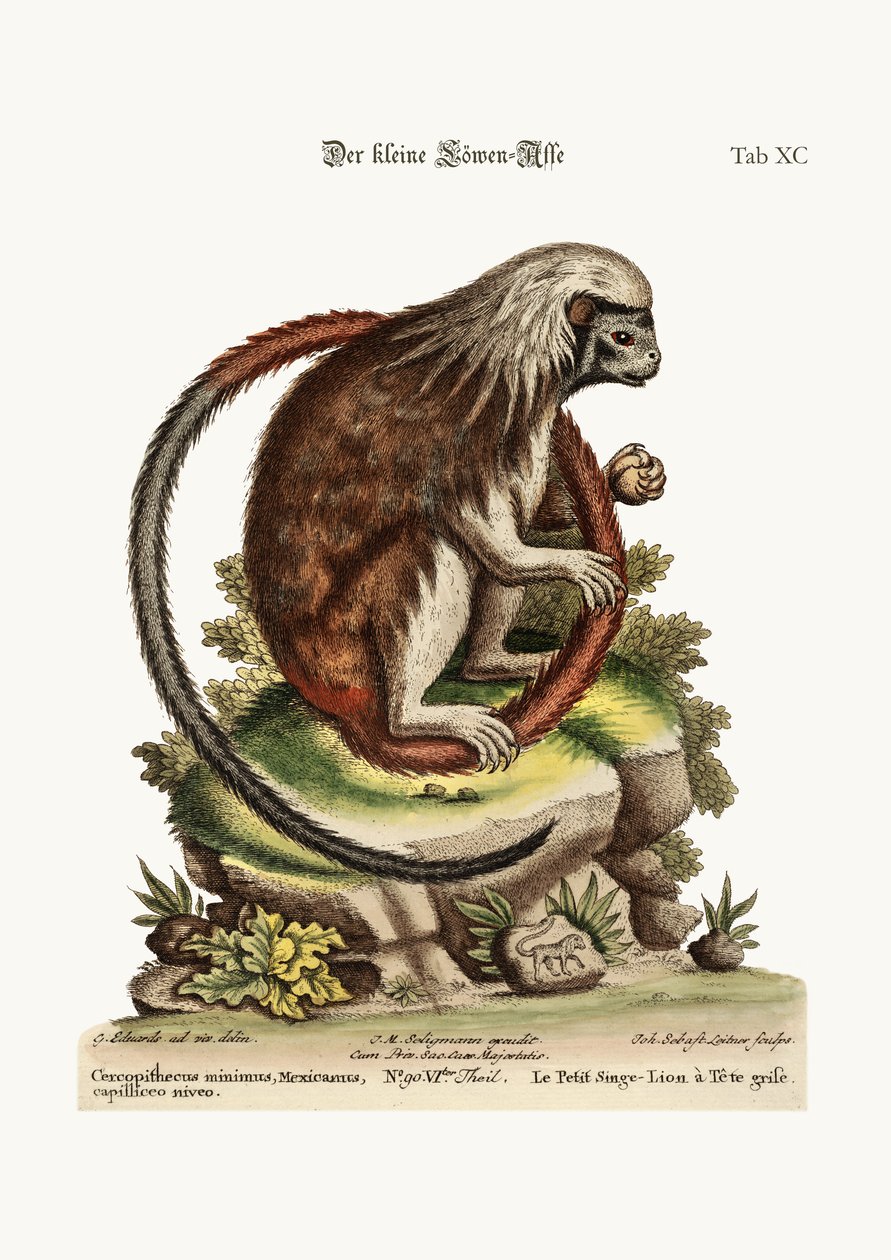 Pieni leijona-apina, 1749-73 tekijältä George Edwards