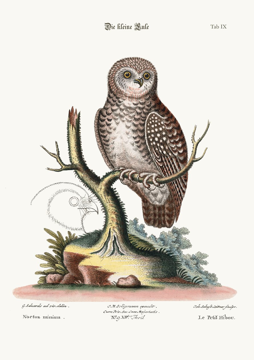Pieni pöllö, 1749-73 tekijältä George Edwards