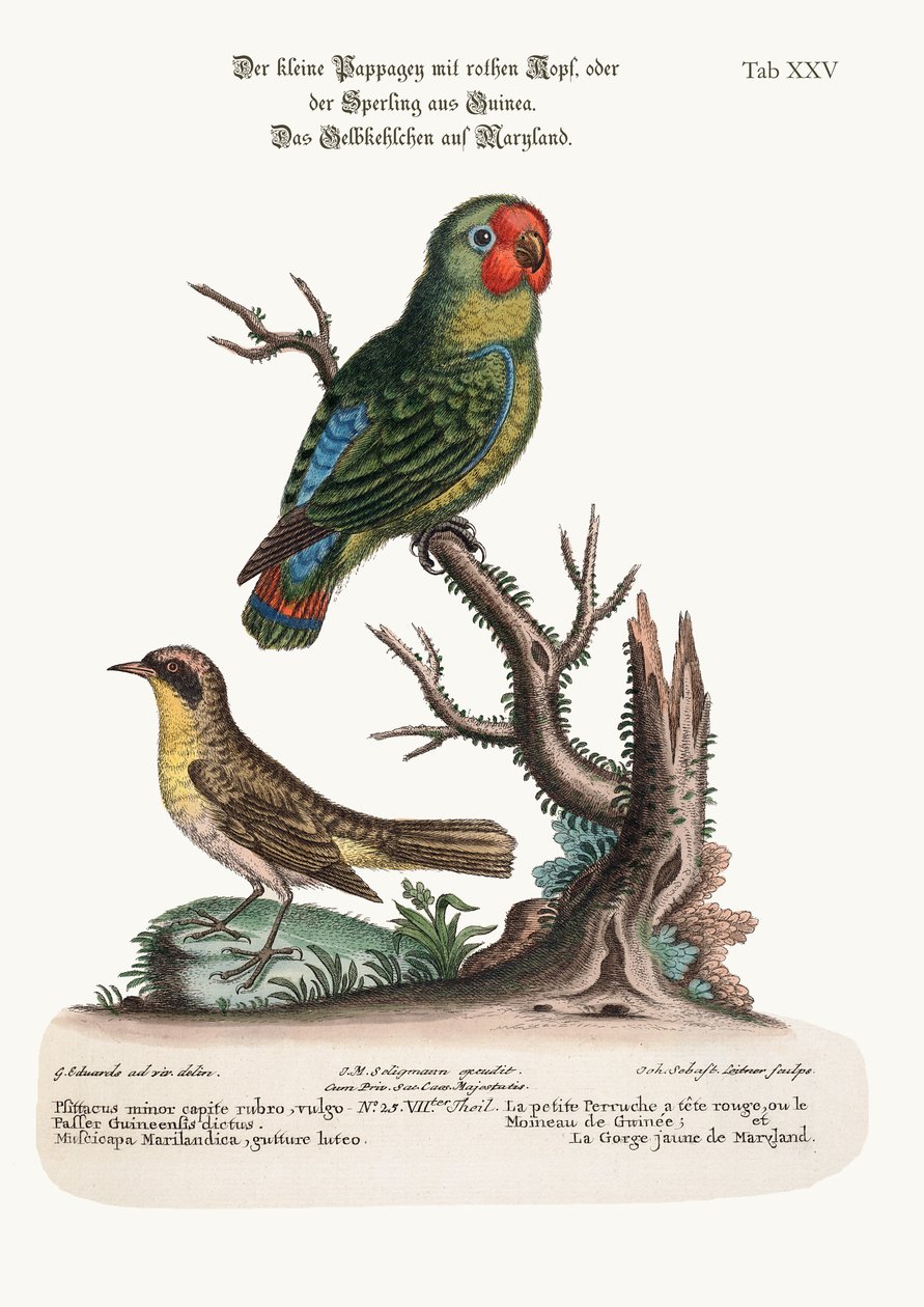 Pieni punatukkainen papukaija tai Guiney Sparrow ja Marylandin keltakurkku, 1749-73 tekijältä George Edwards
