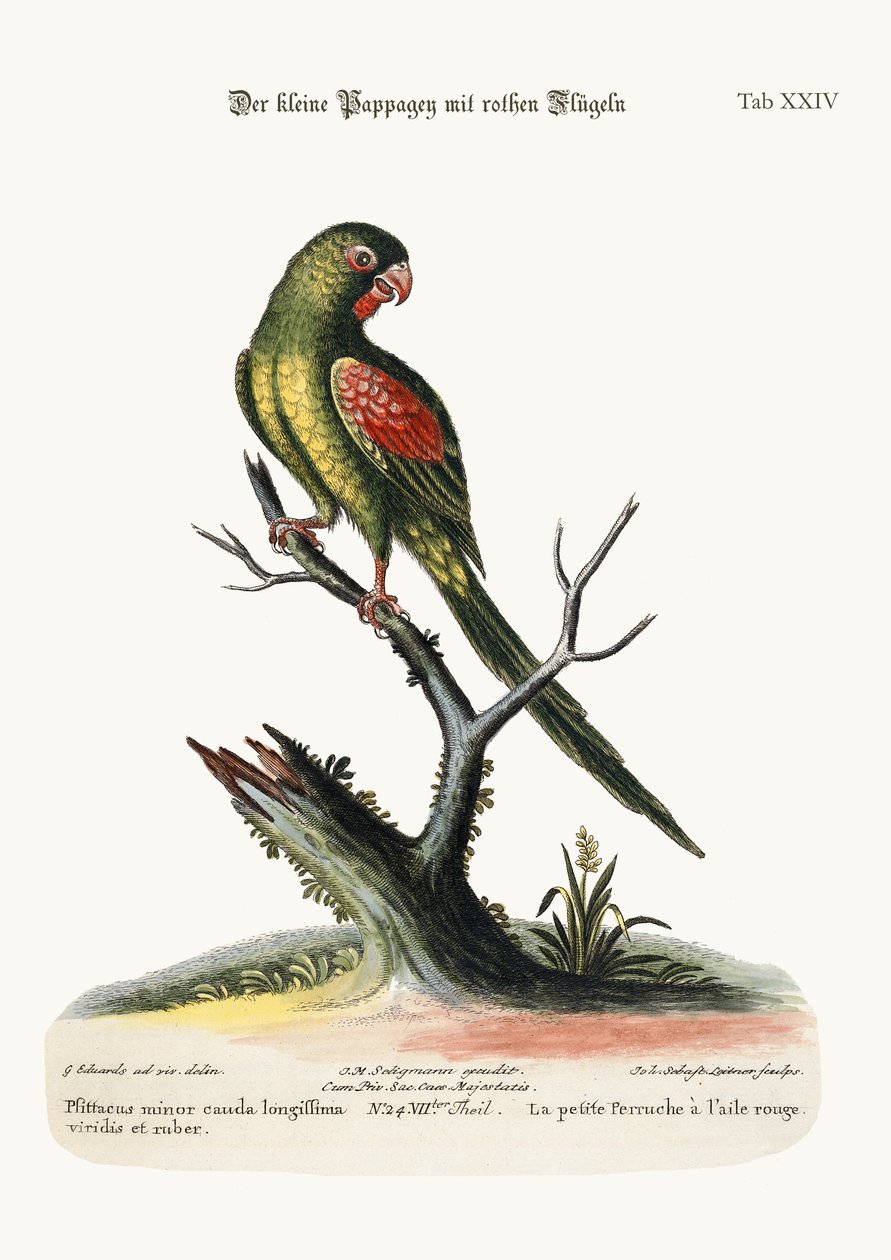 Pieni punasiipinen papukaija, 1749-73 tekijältä George Edwards