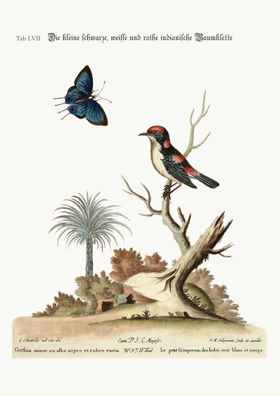 Pieni musta, valkoinen ja punainen Intian Creeper, 1749-73 tekijältä George Edwards