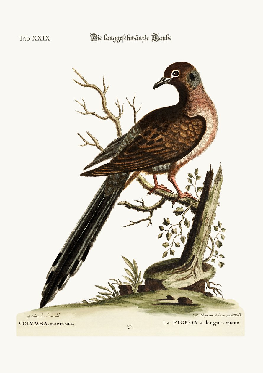 Pitkähäntäkyyhky, 1749-73 tekijältä George Edwards