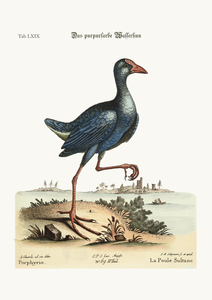 Purppura Vesi-Hen, 1749-73 värillinen kaiverrus tekijältä George Edwards