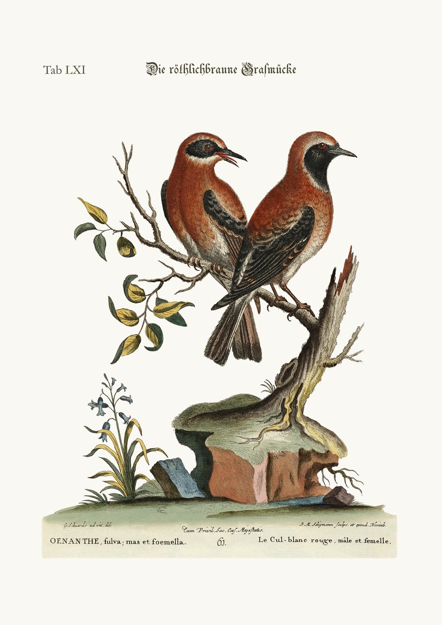Punainen tai punaruskea vehnänkorva, 1749-73. tekijältä George Edwards