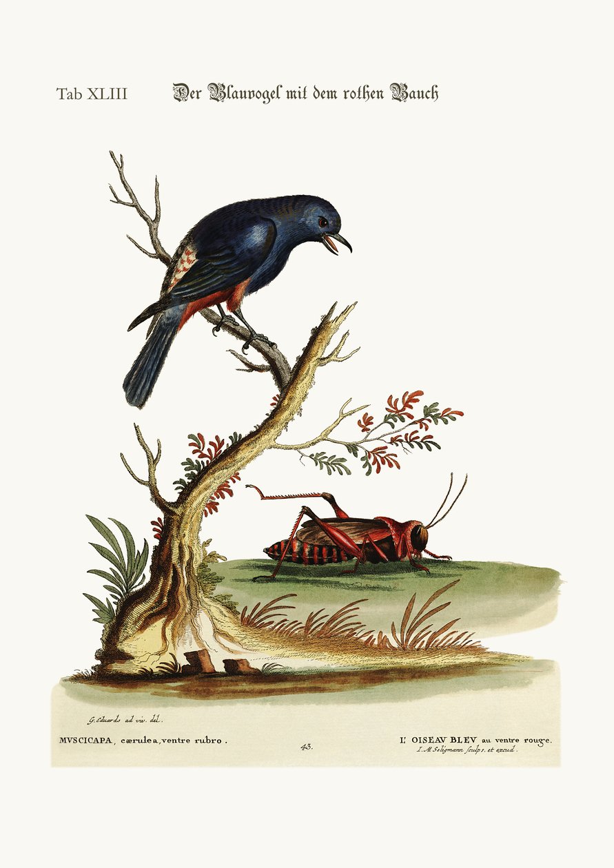 Punavatsainen sinilintu, 1749-73 tekijältä George Edwards