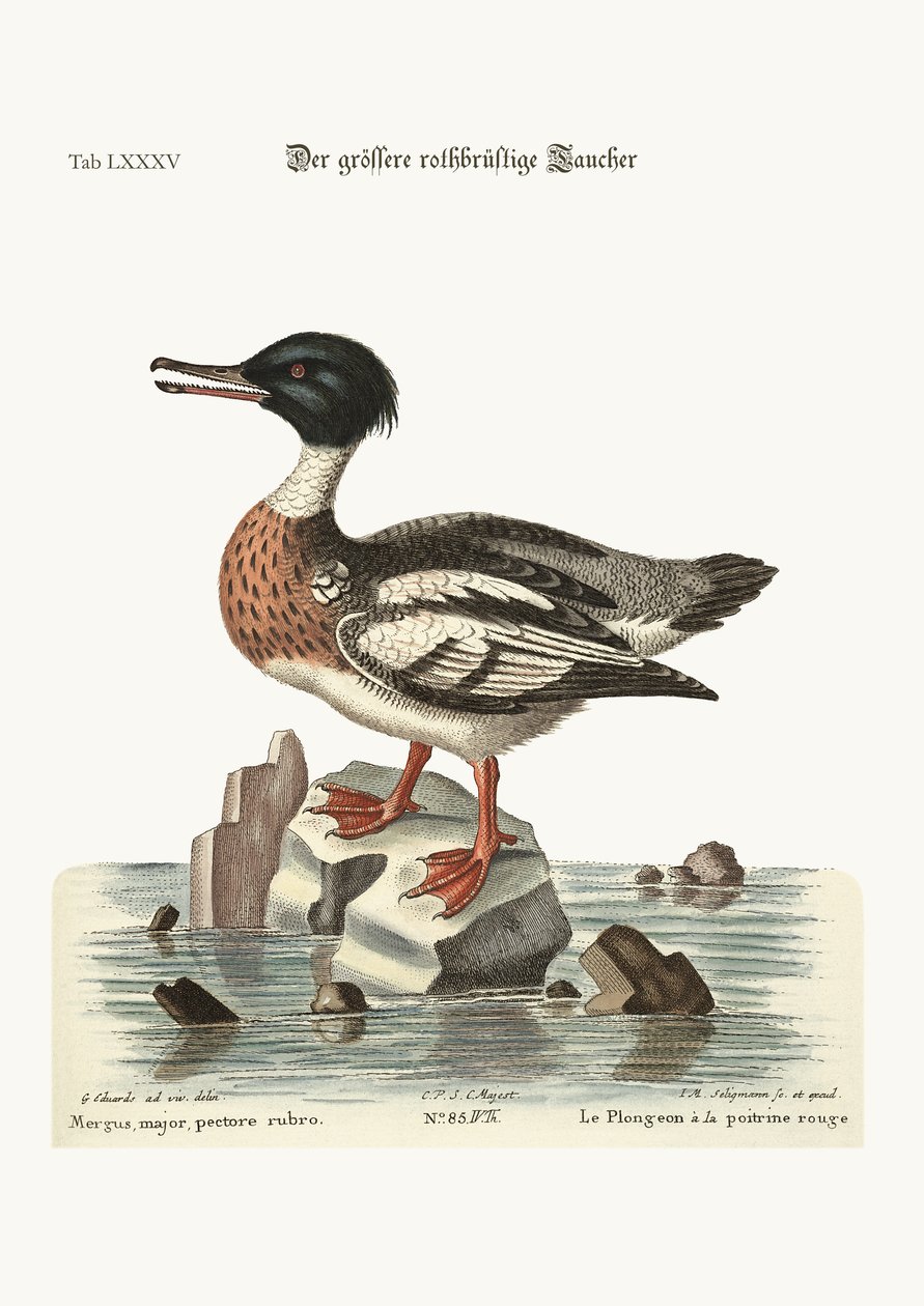 Punarintainen Goosander, 1749-73 tekijältä George Edwards