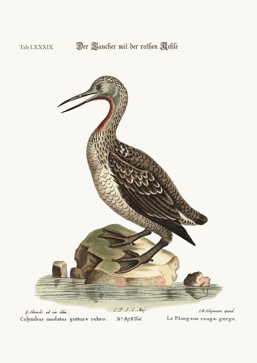 Punakurkku Ducker tai Loon, 1749-73 tekijältä George Edwards