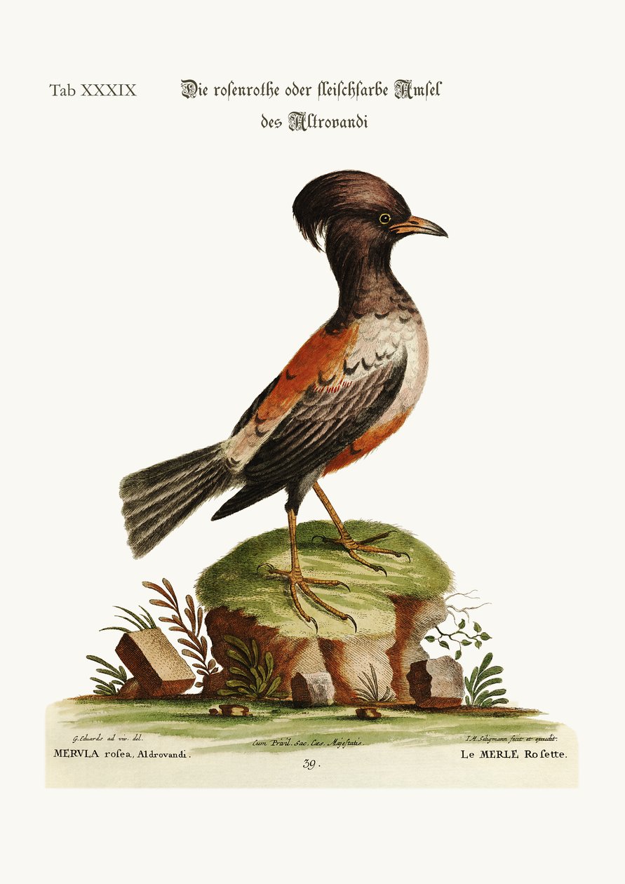 Aldrovandin ruusun tai neilikan värinen Ouzel, 1749-73 tekijältä George Edwards
