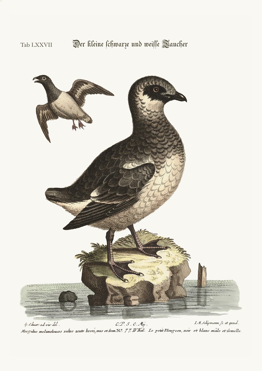Pienet mustavalkoiset sukeltajat, 1749-73 tekijältä George Edwards