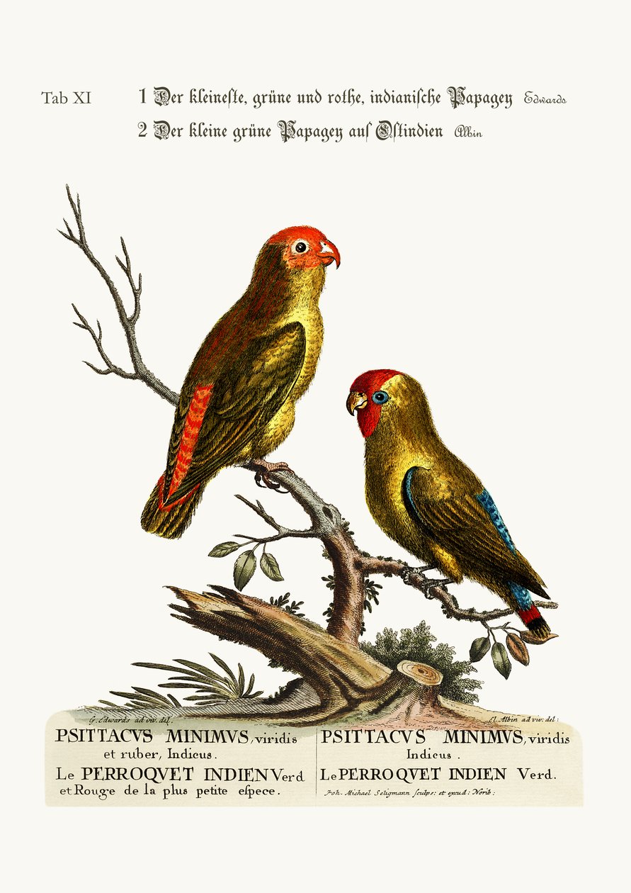 Pienin vihreä ja punainen intialainen paroketti. Pieni vihreä papukaija Itä-Intiassa, 1749-73 tekijältä George Edwards