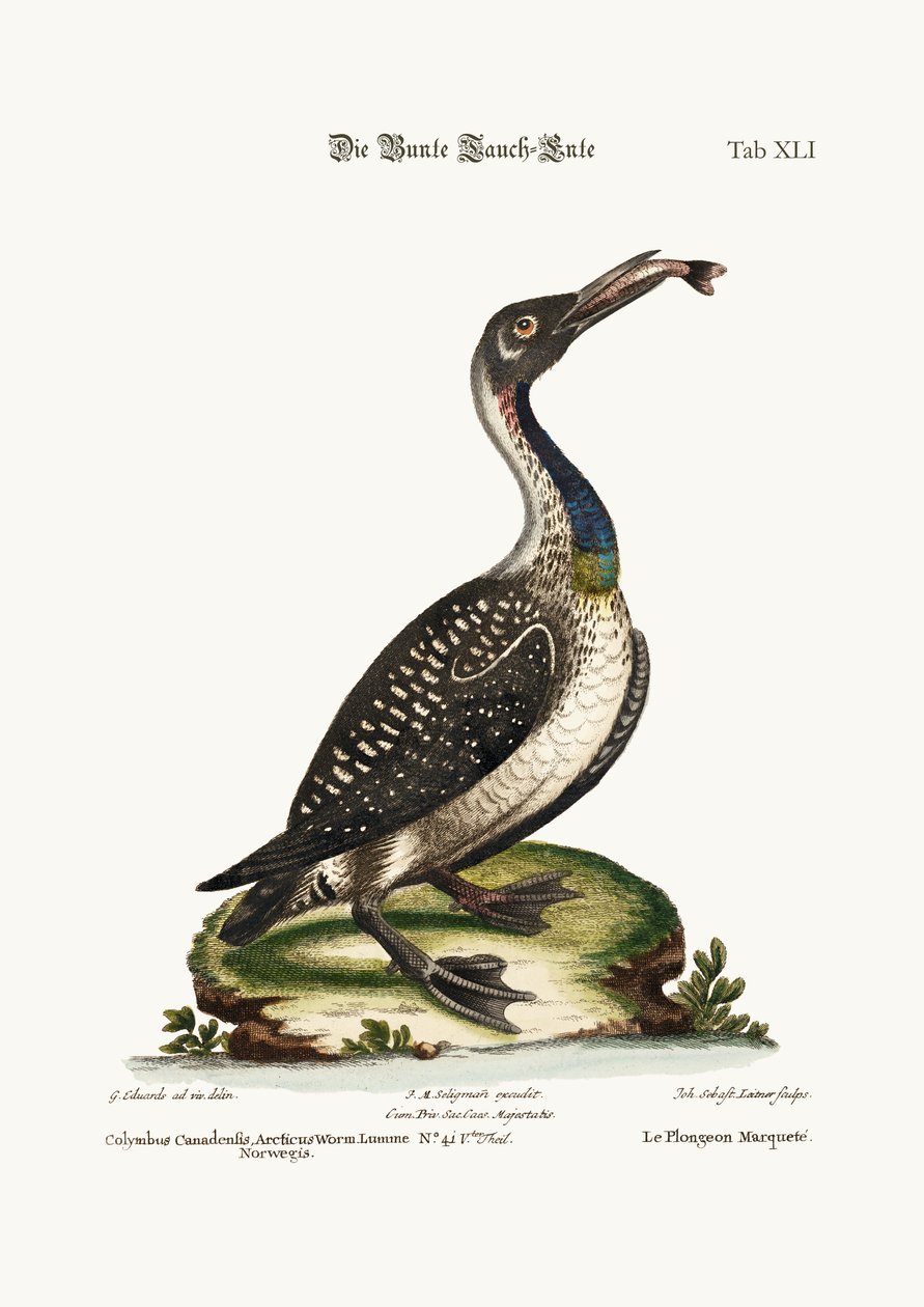 Täplikäs sukeltaja tai kuikka, 1749-73 tekijältä George Edwards