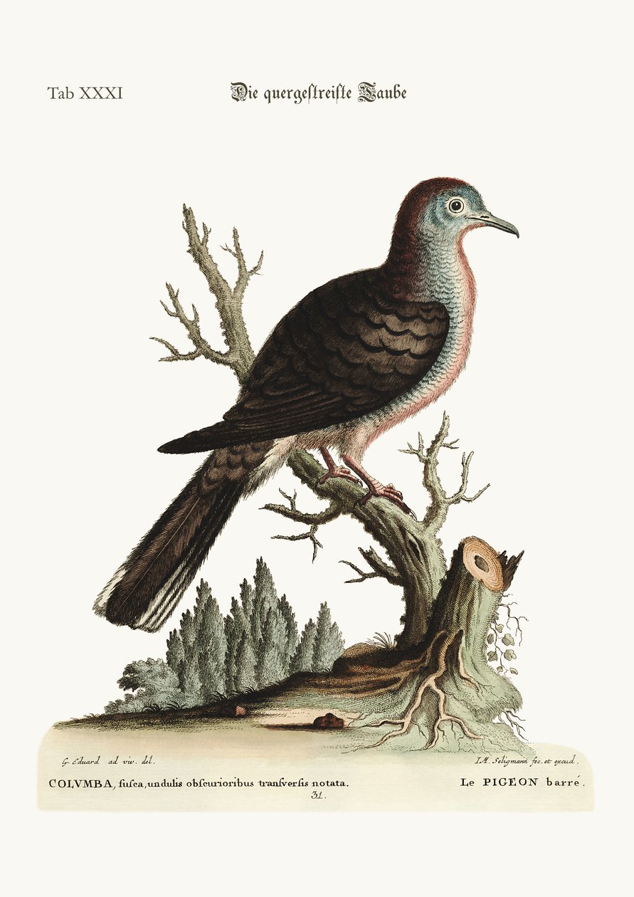Poikittaisraita tai paljas kyyhkynen, 1749-73 tekijältä George Edwards