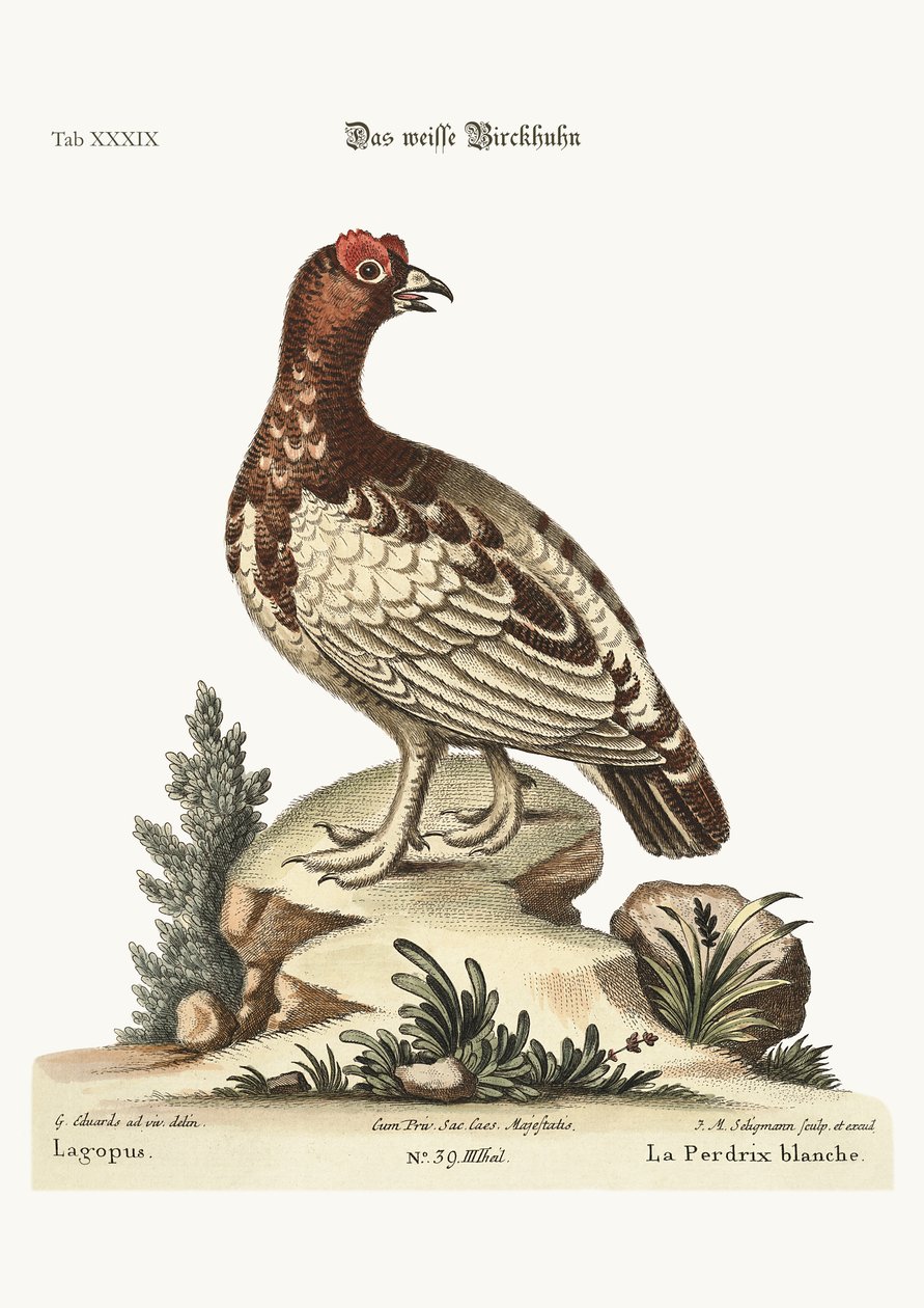Valkoinen Partridge, 1749-73 tekijältä George Edwards