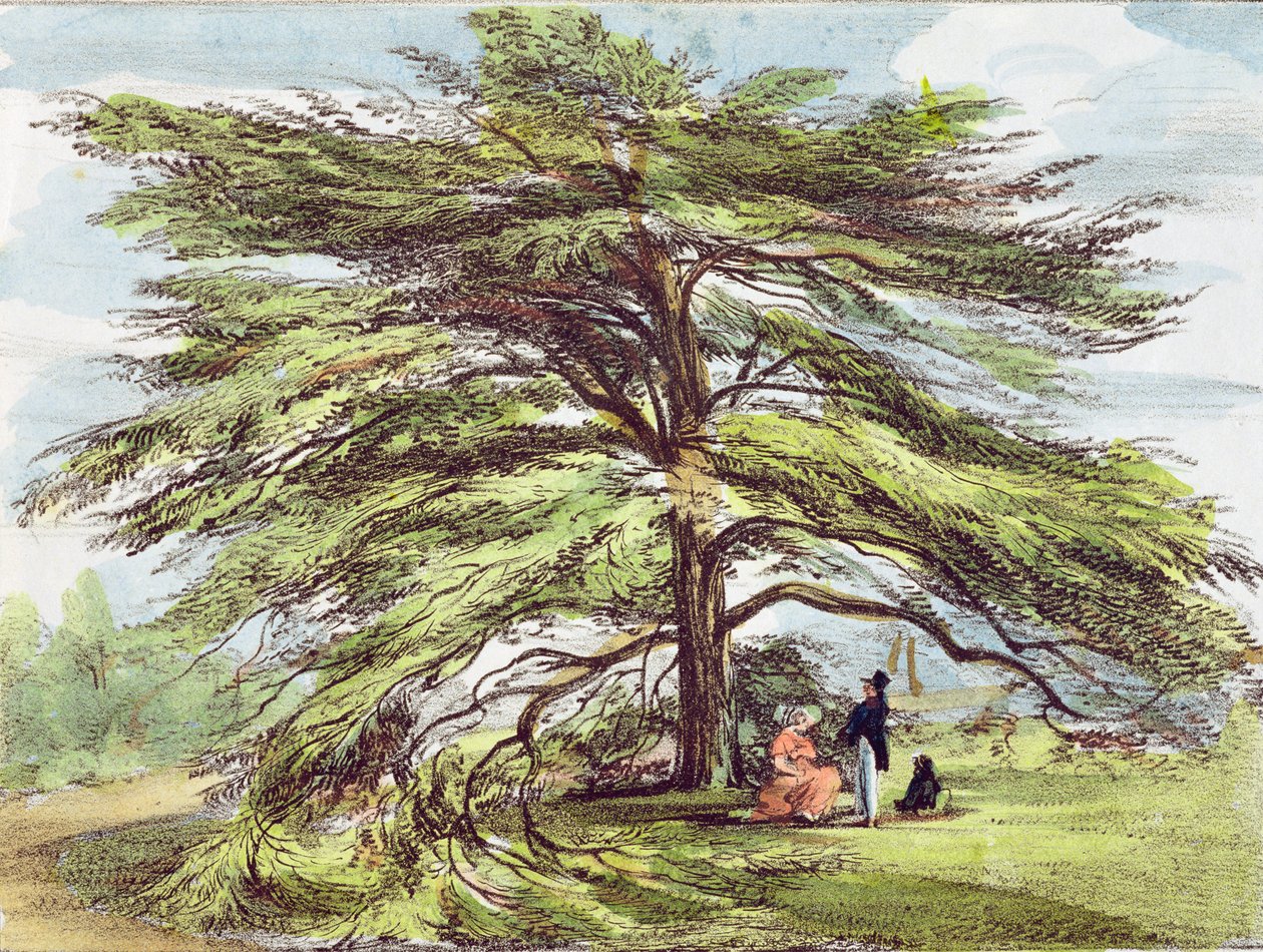Libanon Cedar Tree in the Arboretum, Kew Gardens, levy 21 teoksesta "Kew Gardens: A Series of Twenty-4 Drawings on Stone", kaivertanut Charles Hullmandel (1789-1850), julkaistu 1820 (käsinvärinen l) tekijältä George Ernest Papendiek
