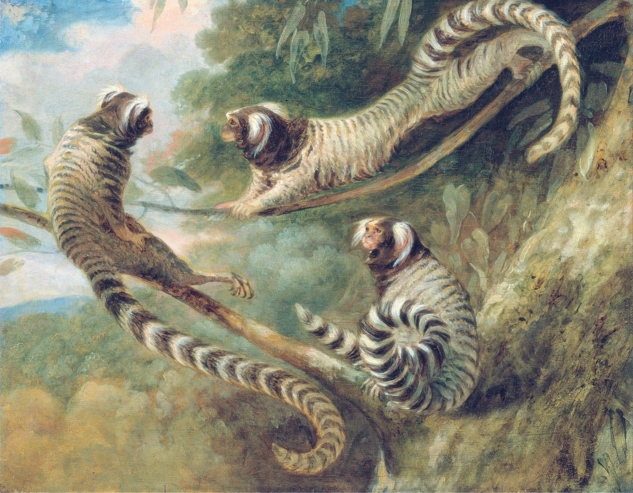 Marmoset kolmessa asennossa tekijältä George Garrard