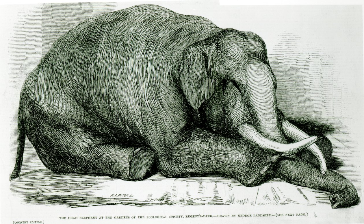 The Dead Elephant at the Gardens of the Zoological Society, Regents Park, "The London Illustrated News" tekijältä George Landseer