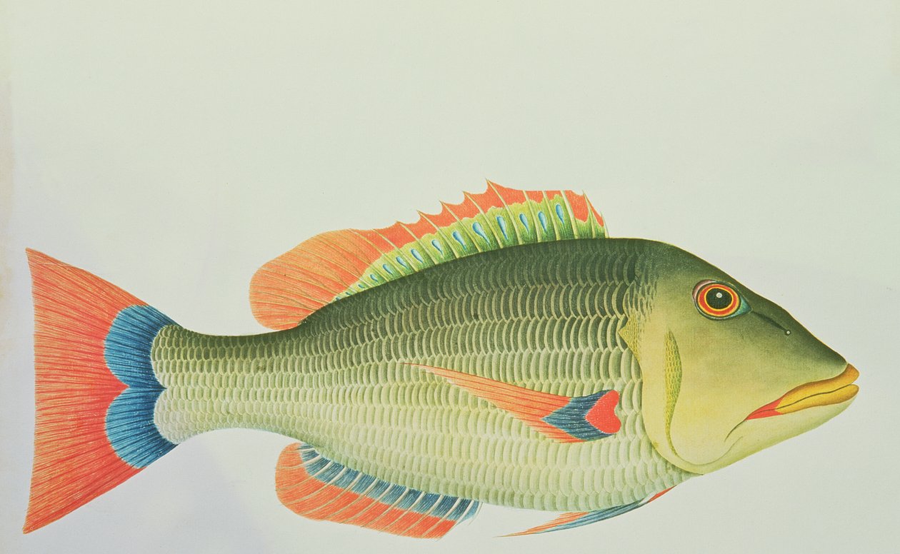 Snapper Norfolkin saarelta eteläisellä Tyynellämerellä, 1790 (wc) tekijältä George Raper