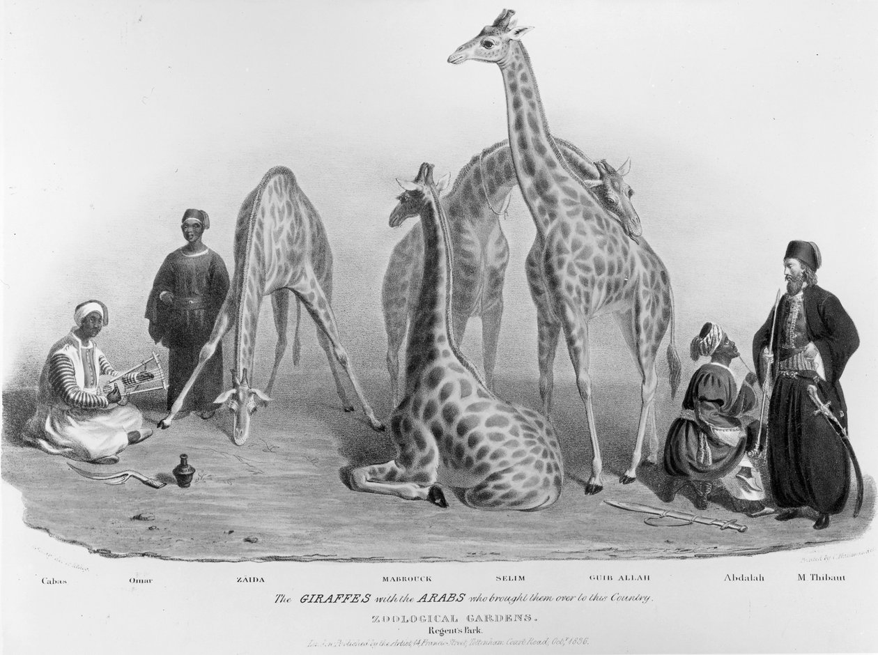 Kirahvit ja arabit, jotka toivat heidät tähän maahan, Zoological Gardens, Regent