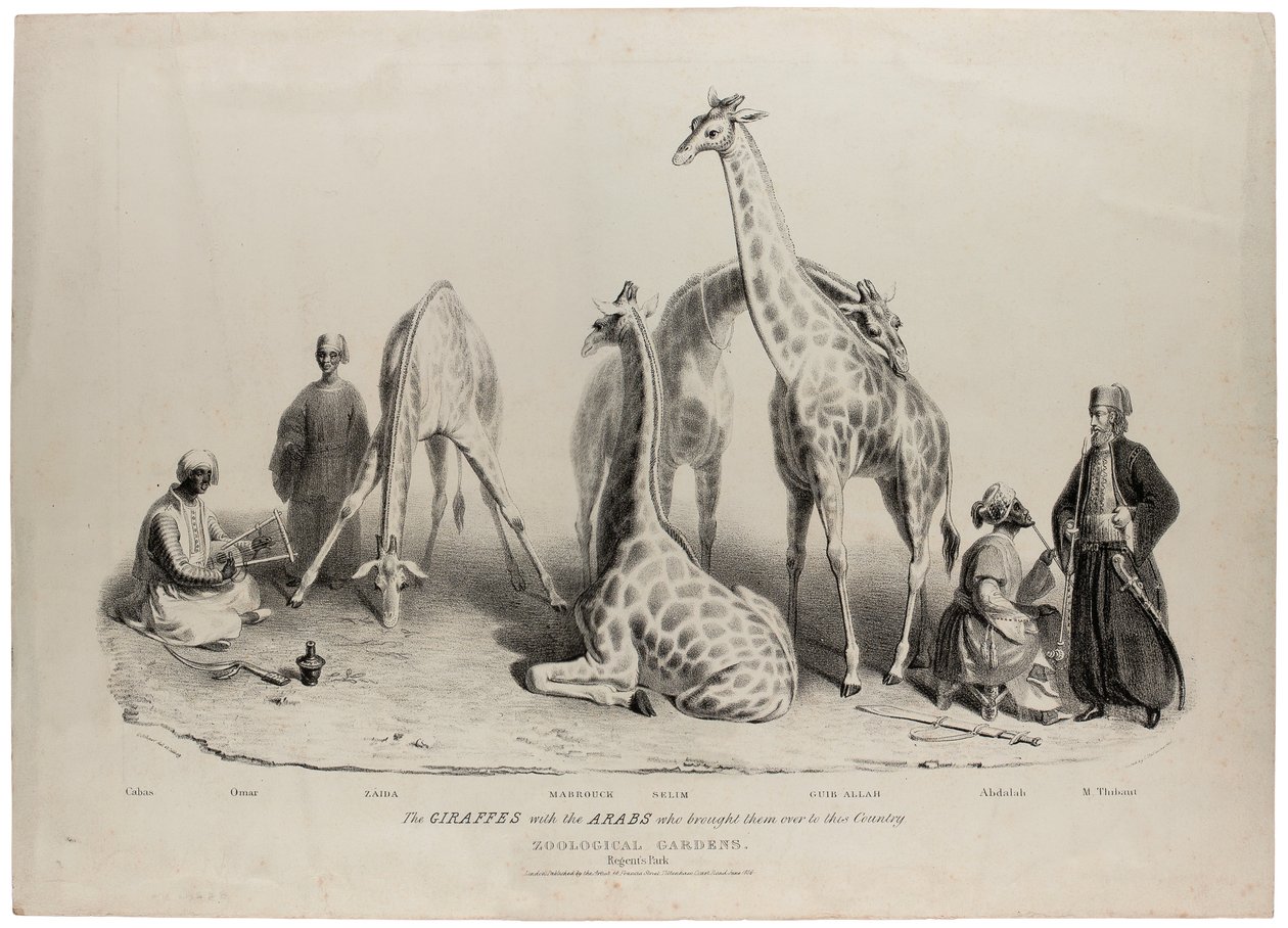 Kirahvit ja arabit, jotka toivat heidät tähän maahan, Zoological Gardens, Regents Park, Lontoo, kesäkuu 1836, Charles Hullmandelin (1789-1850) litografia tekijältä George Snr Scharf