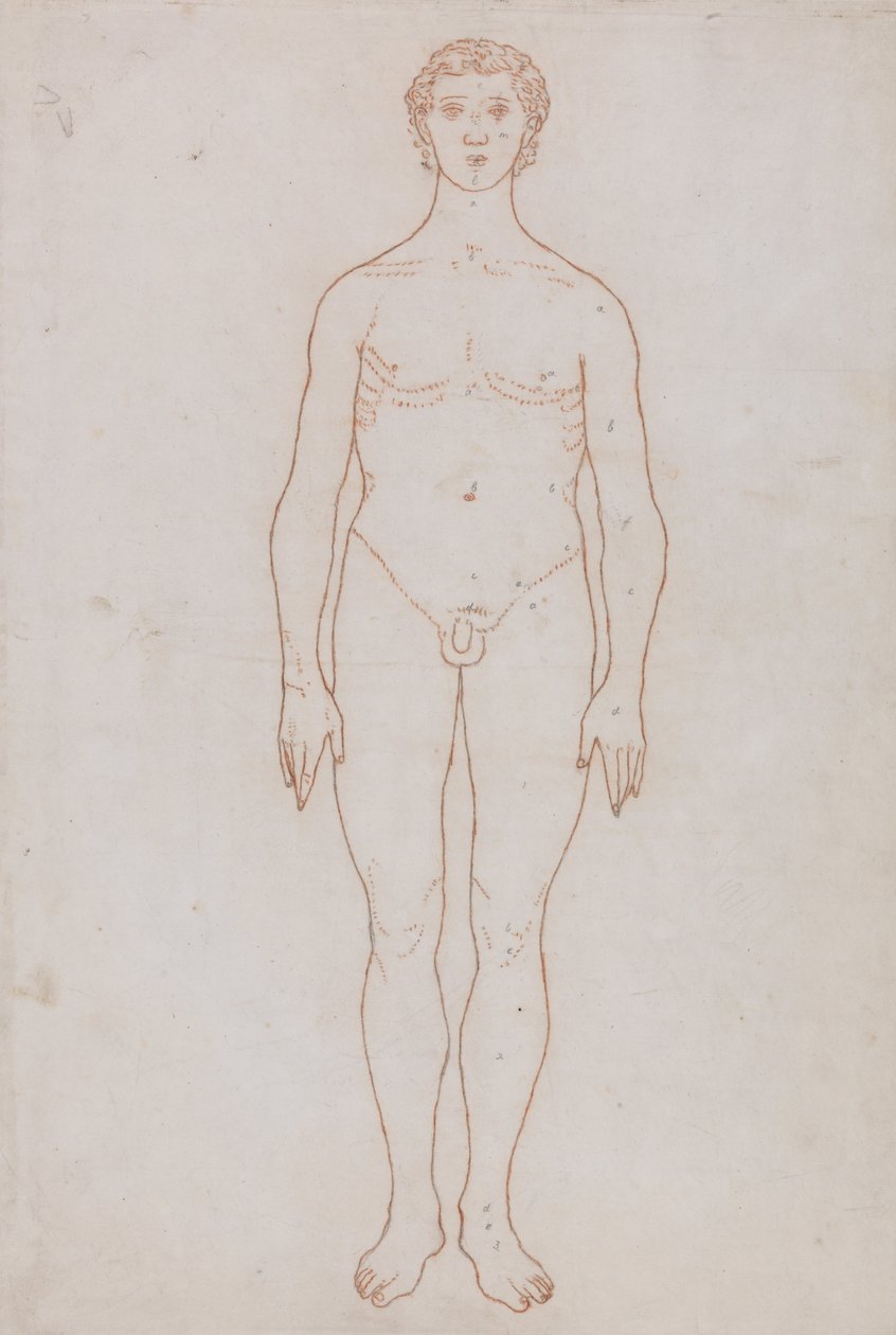 Vertaileva anatominen esitys ihmiskehon rakenteesta tiikerin ja ... tekijältä George Stubbs