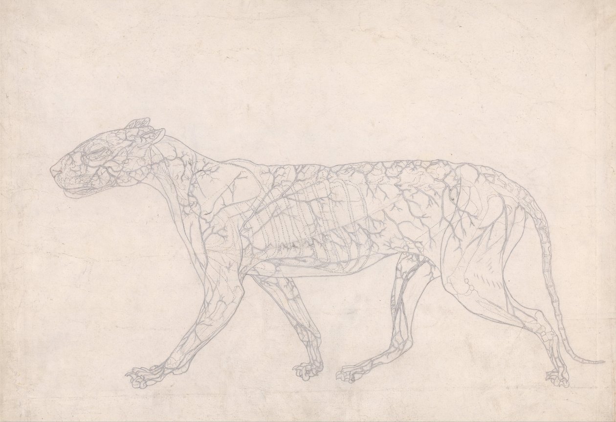 Vertaileva anatominen esitys ihmiskehon rakenteesta tiikerin ja ... tekijältä George Stubbs