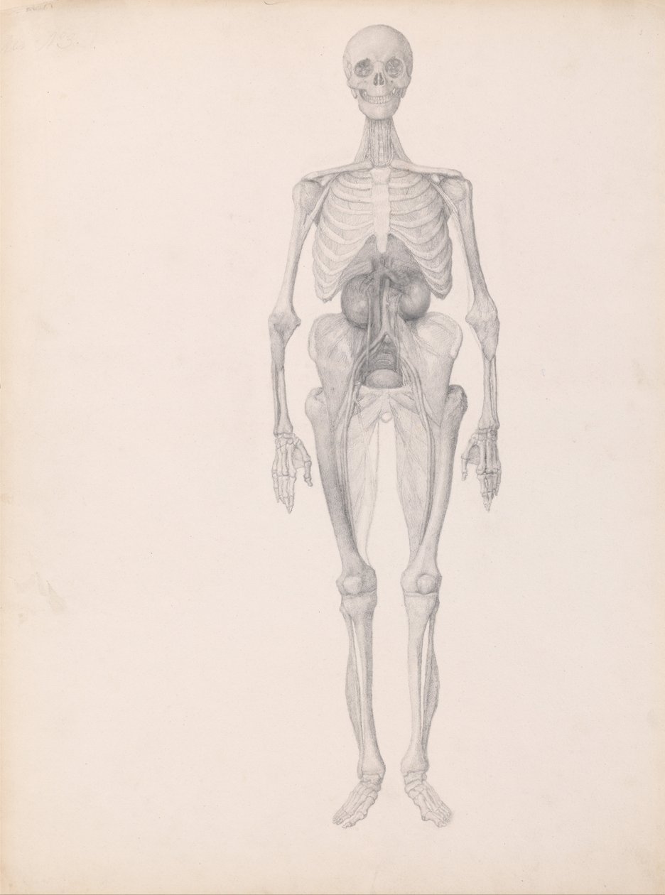 Vertaileva anatominen esitys ihmiskehon rakenteesta tiikerin ja ... tekijältä George Stubbs