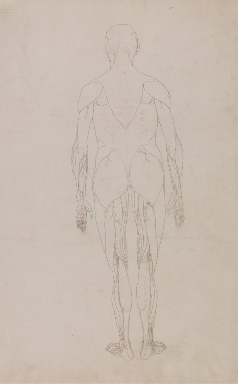 Vertaileva anatominen esitys ihmiskehon rakenteesta tiikerin ja ... tekijältä George Stubbs