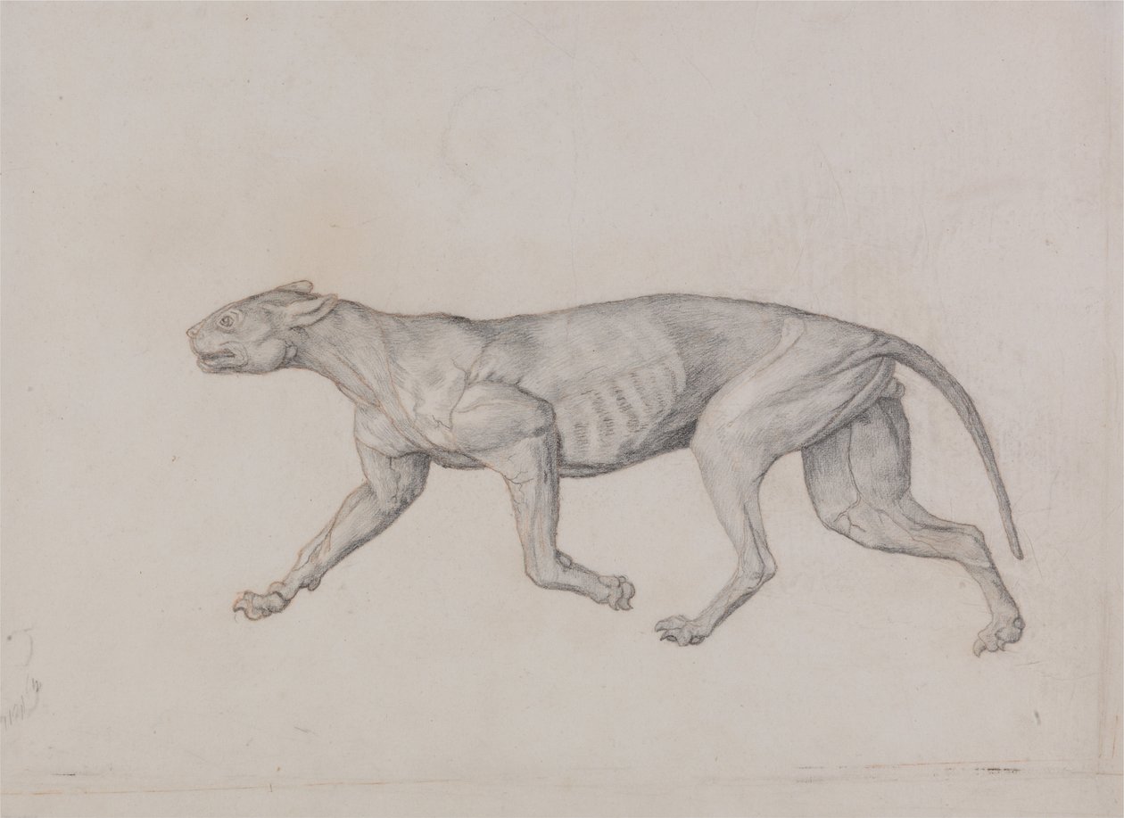 Vertaileva anatominen esitys ihmiskehon rakenteesta tiikerin ja ... tekijältä George Stubbs