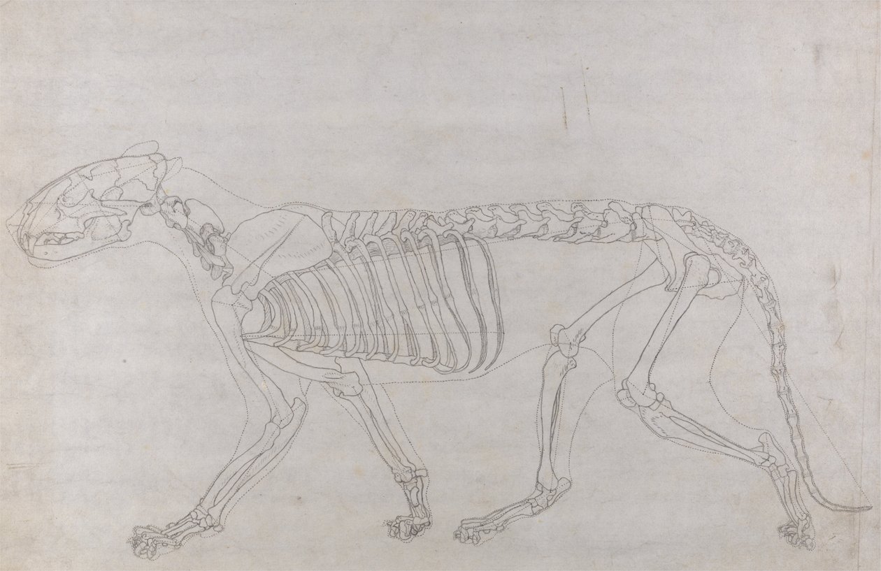 Vertaileva anatominen esitys ihmiskehon rakenteesta tiikerin ja ... tekijältä George Stubbs