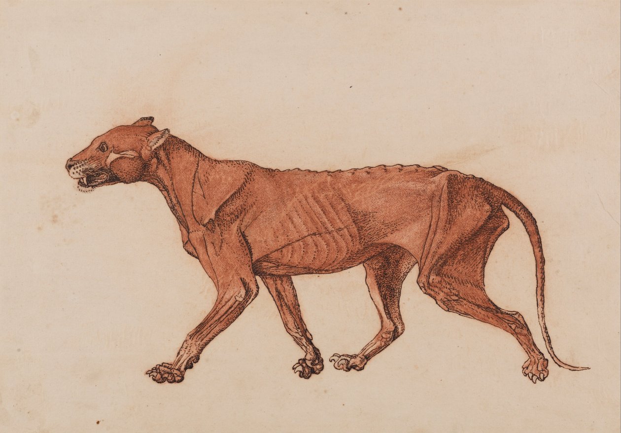 Vertaileva anatominen esitys ihmiskehon rakenteesta tiikerin ja ... tekijältä George Stubbs