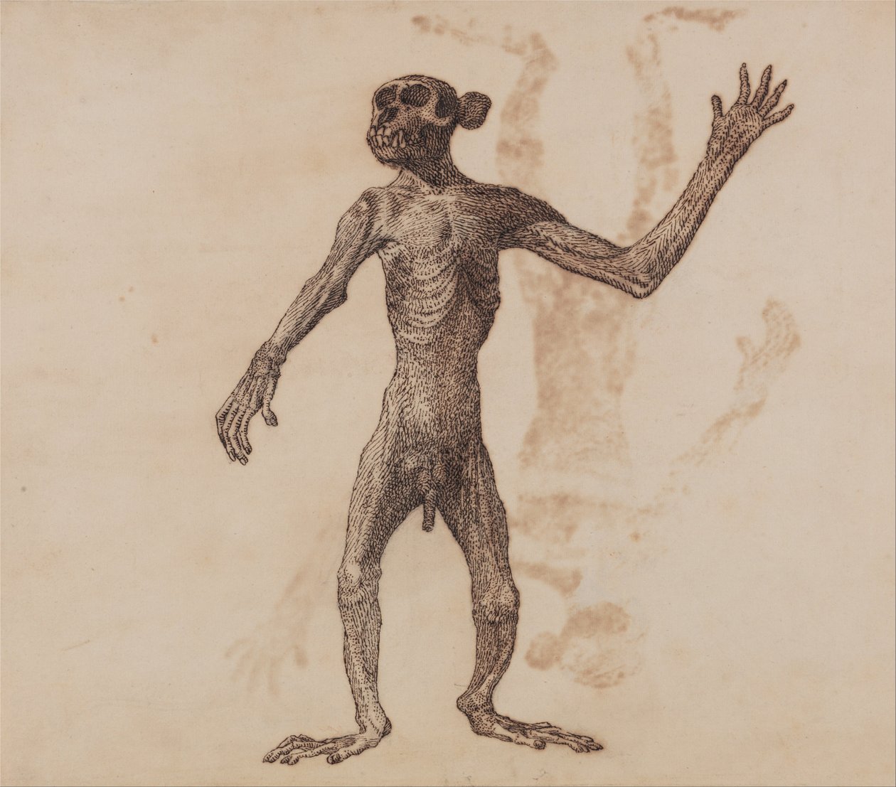 Vertaileva anatominen selvitys ihmiskehon rakenteesta tiikerin ja koiraan ruumiinrakenteeseen.... tekijältä George Stubbs