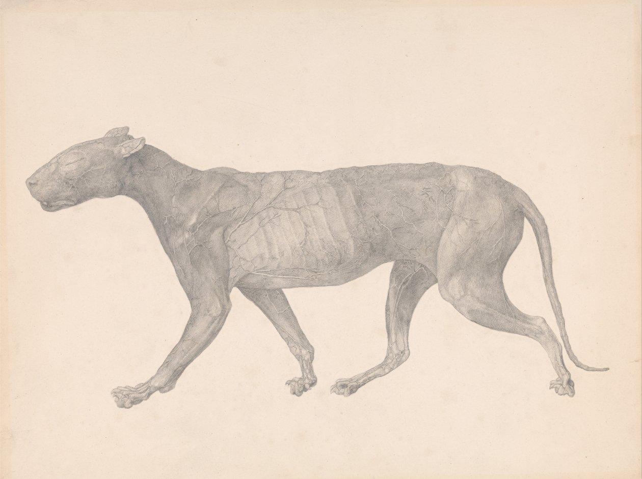 Vertaileva anatominen esitys ihmiskehon rakenteesta tiikerin ja ... tekijältä George Stubbs
