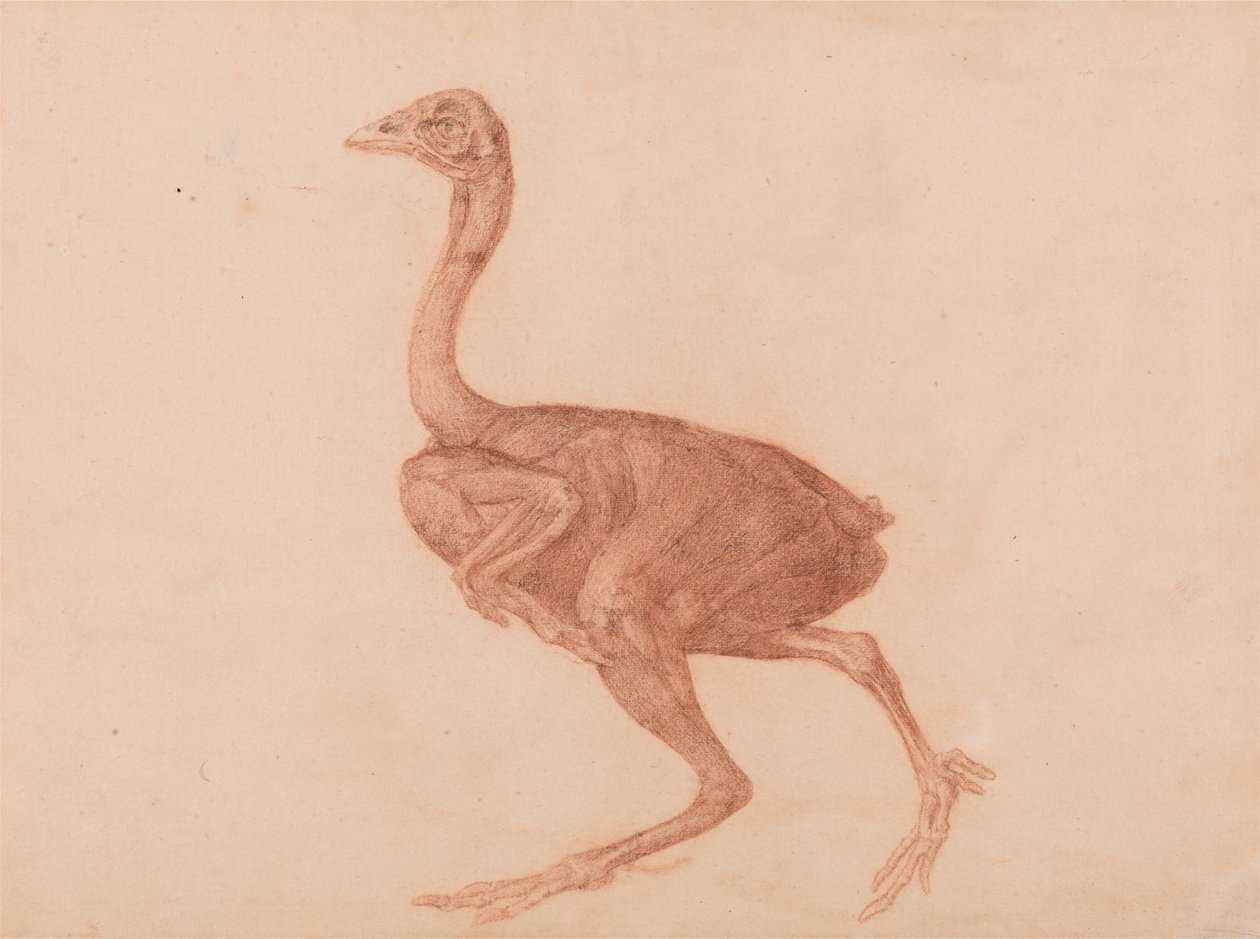 Vertaileva anatominen esitys ihmiskehon rakenteesta tiikerin ja ... tekijältä George Stubbs