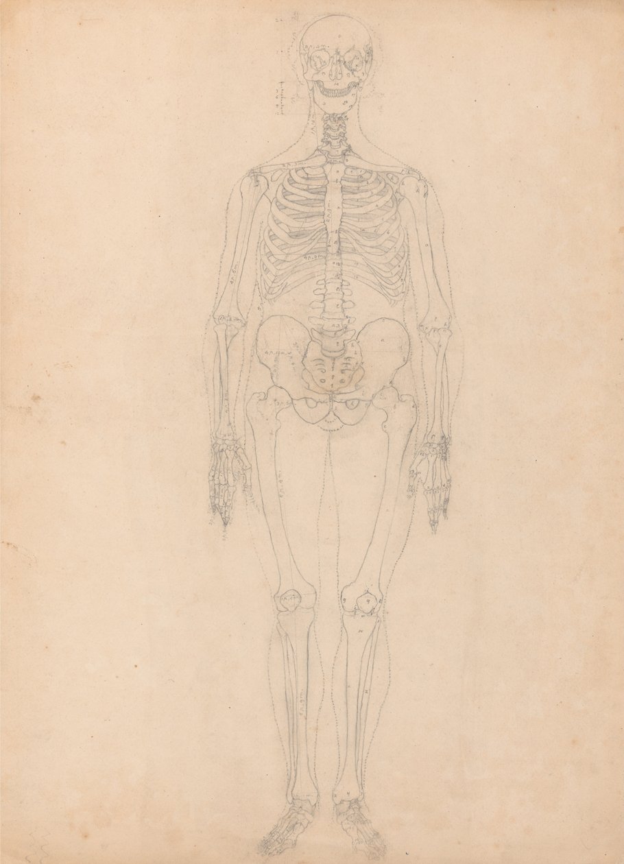 Vertaileva anatominen esitys ihmiskehon rakenteesta tiikerin ja ... tekijältä George Stubbs