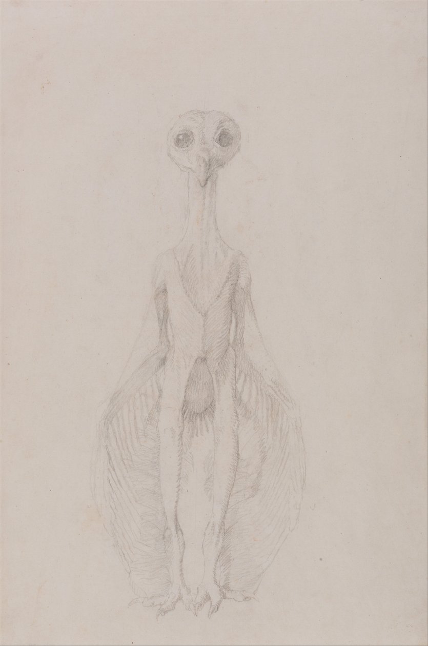 Vertaileva anatominen esitys ihmiskehon rakenteesta tiikerin ja ... tekijältä George Stubbs