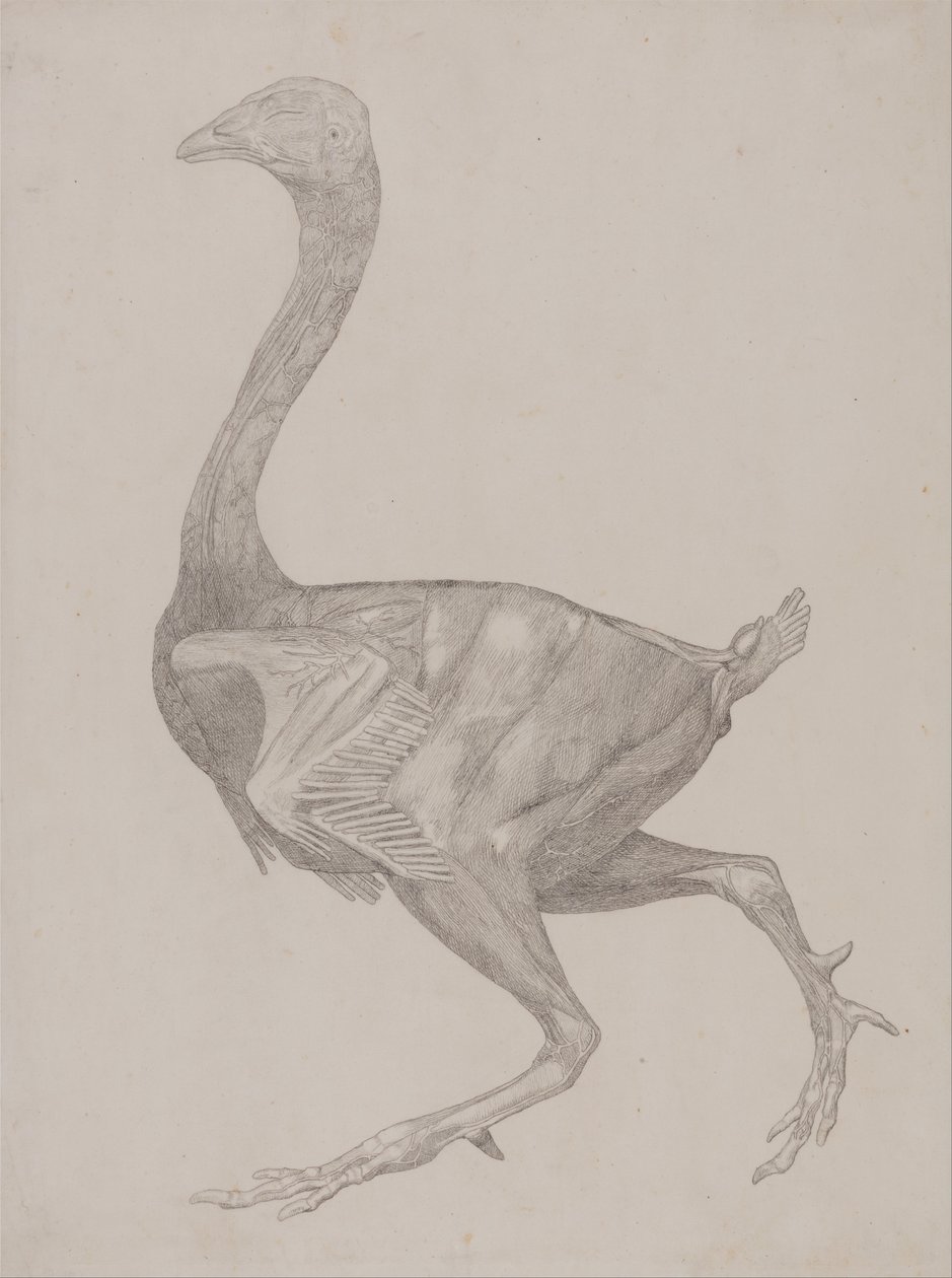 Vertaileva anatominen esitys ihmiskehon rakenteesta tiikerin ja ... tekijältä George Stubbs