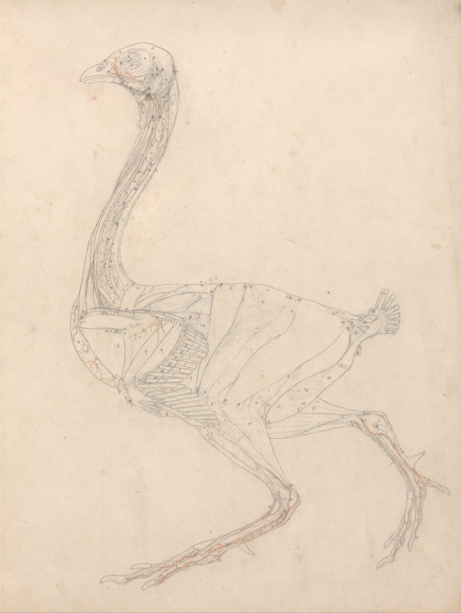 Vertaileva anatominen esitys ihmiskehon rakenteesta tiikerin ja ... tekijältä George Stubbs
