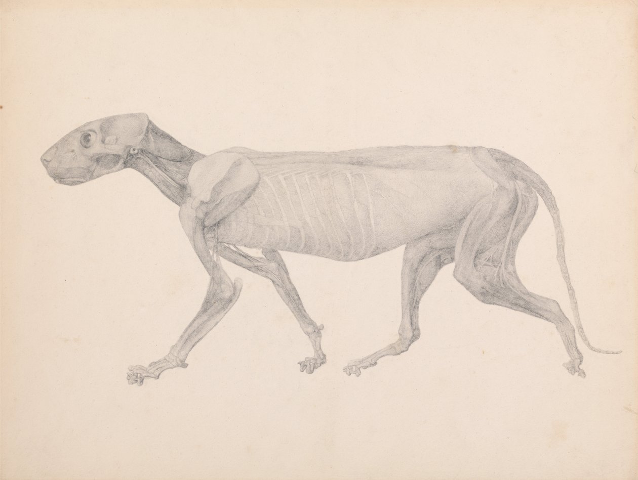 Vertaileva anatominen esitys ihmiskehon rakenteesta tiikerin ja ... tekijältä George Stubbs