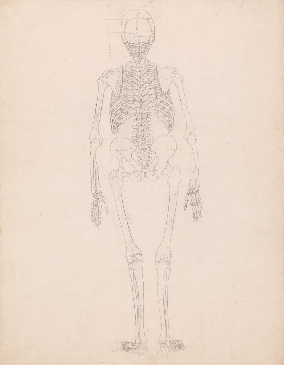 Vertaileva anatominen esitys ihmiskehon rakenteesta tiikerin ja ... tekijältä George Stubbs